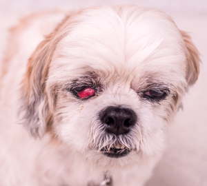 Shih Tzu Eye Problems