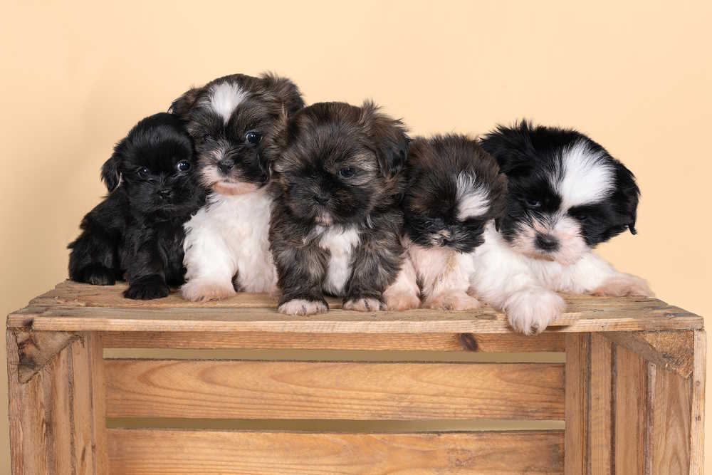 Crate training is a method used to set rules and boundaries while having a safe space for dogs. Here you'll learn how to simply and effectively crate train your dog