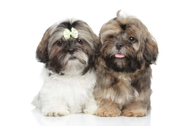 Crate training a shih tzu puppy cheap