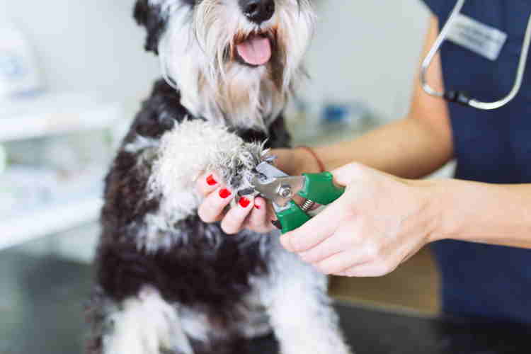 How To Cut an Uncooperative Dogs Nails: An Important Guideline – Dogster