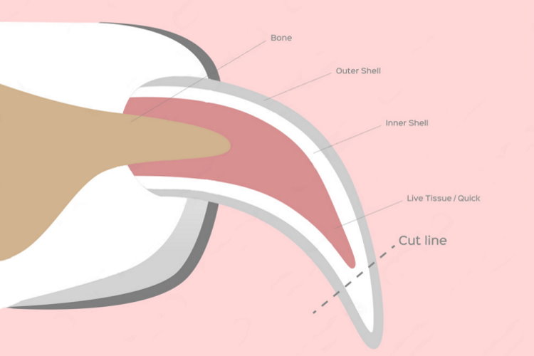 Dog Grooming Tips: Cutting Your Dog's Nails - Talent Hounds