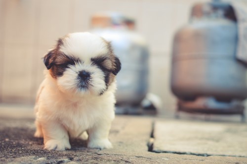 teacup shih tzu dog