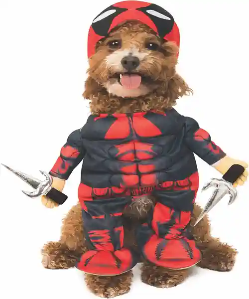 Dog wearing a Deadpool dog Halloween costume