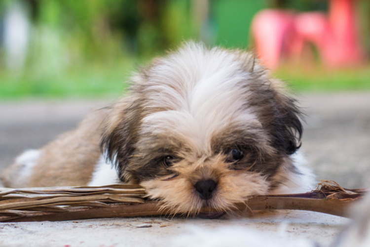 Hearing a Shih Tzu growl may surprise you however, growling has many different reasons and not always a sign of aggression; here’s some common reason dogs growl