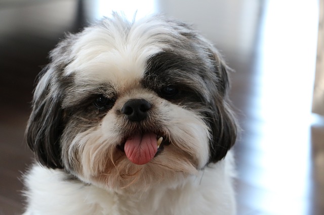 Mature Shih Tzu dog with tongue out