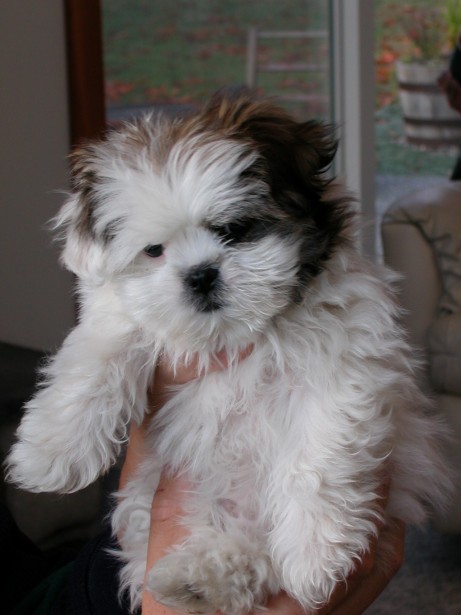 Shih Tzu puppy training Very fluffy brown and white Shih Tzu puppy