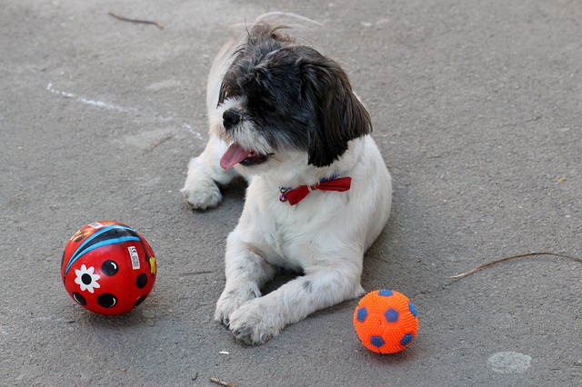 Black and white Shih Tzu laying down with his toys