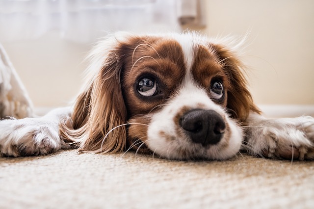 This dog looks as if he's saying "you want me to go where" Crate training an old dog doesn't have to be difficult dog gazing up, patiently waiting on his owner