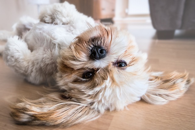 When it comes to teaching your Shih Tzu tricks, it's best to start with the basics, then you can add in some fun tricks like “shake”, “high five” and even “dance”.