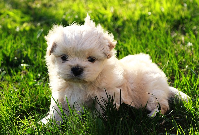Unraveling the mystery of why dogs eat grass. Exploring your Shih Tzu's natural instincts, nutritional curiosity, and digestive health benefits