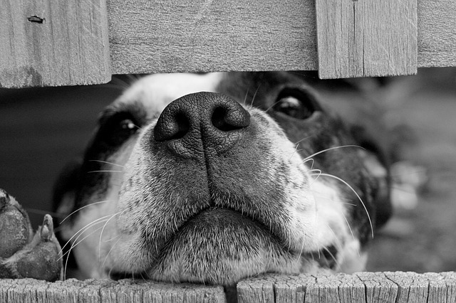 Curious dog looking through fence