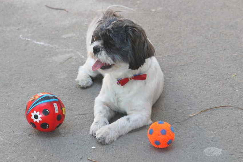 Shih Tzu Toys – P