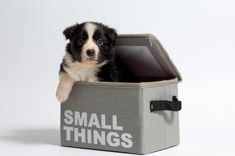 puppy in a box labeled "little things"