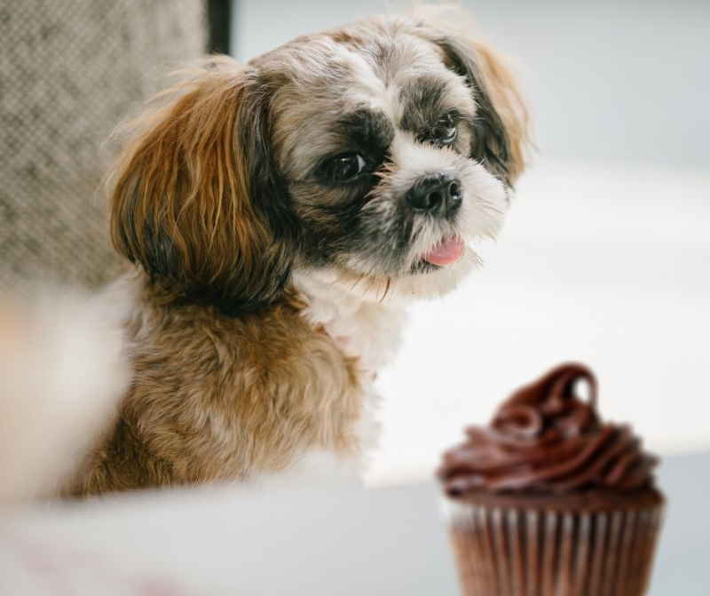My Dog Ate a Chocolate Cupcake 