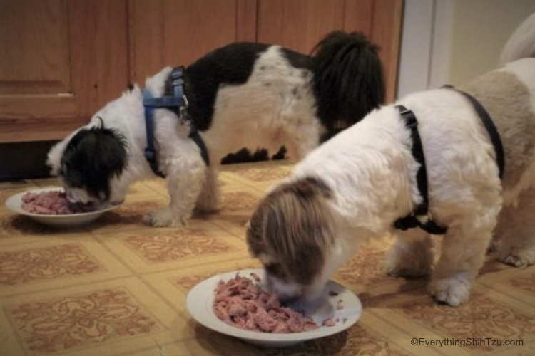 feeding shih tzu puppy