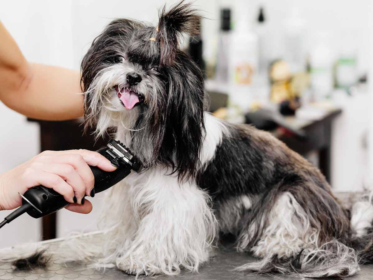 Guide: Choosing & comparing dog grooming scissors – AllGroom