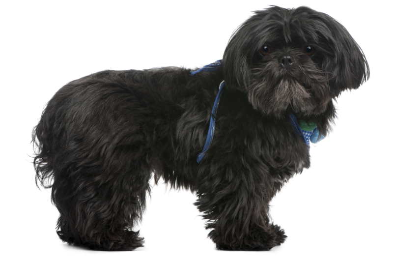 Can a Shih Tzu Dog Wear a Harness All of the Time?