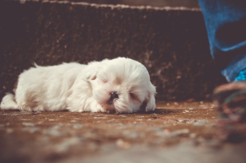 This sleeping pup may be dreaming of his human, or playing ball.  It's a shame they can't tell us Sleeping white Shih Tzu puppy on sidewalk