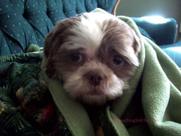 Uneasy looking Max our Shih Tzu Max looking sad or uneasy