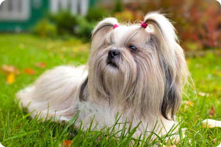 Os carrapatos costumam ser apanhados pelo seu cão enquanto estão deitados na grama Cão Shih Tzu de cor clara, deitado na grama