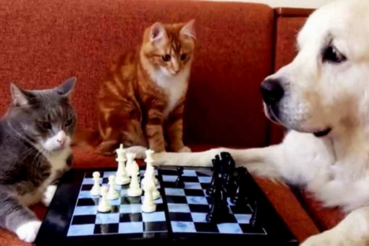 Dog and cats simulating playing chess