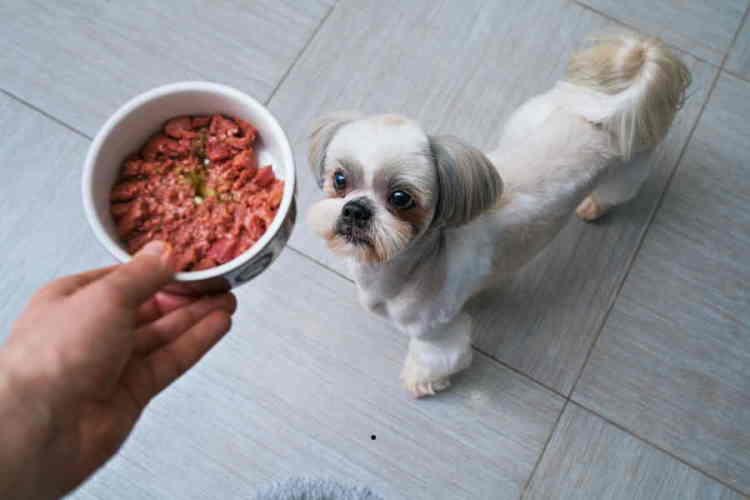 How Much Canned Food to Feed a Shih Tzu?