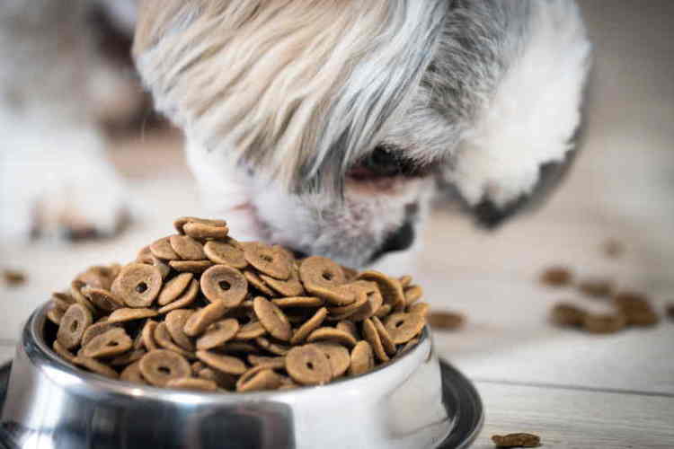 is wet or dry food best for dogs