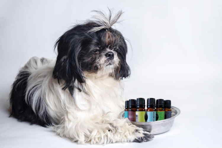 Safe Essential Oils for Dogs