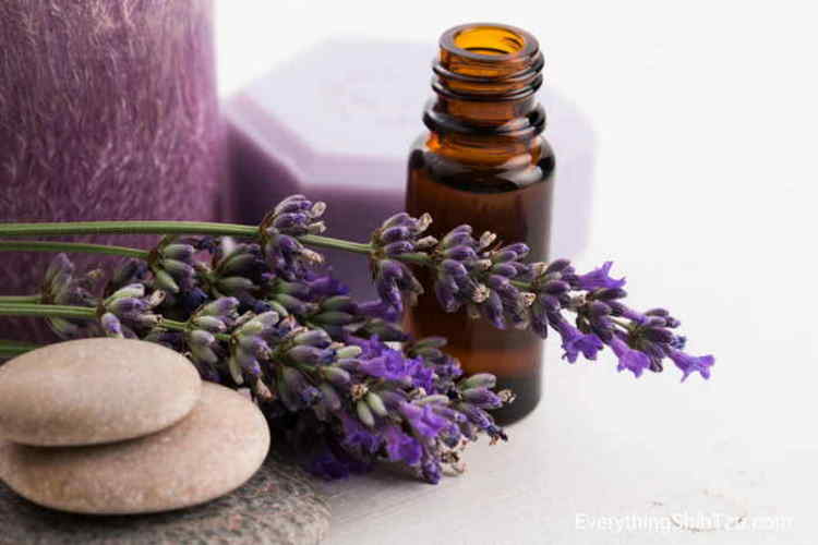 Lavender essential oil