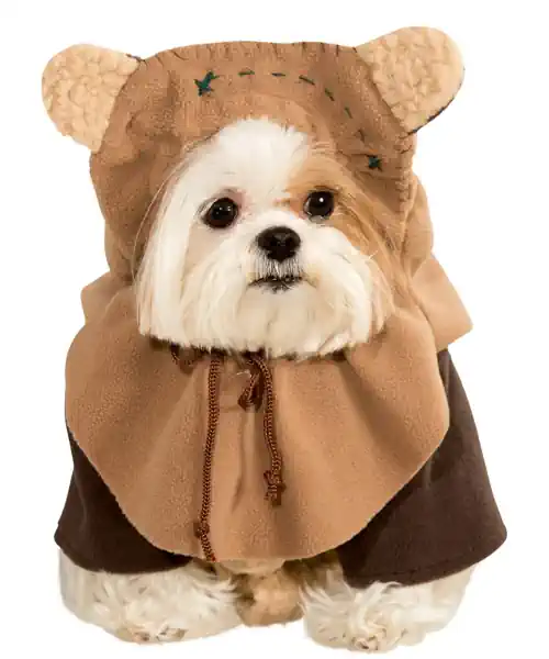 Dog wearing a Ewok dog costume