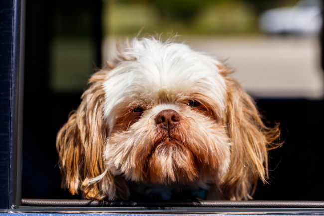 why do shih tzu eyes smell