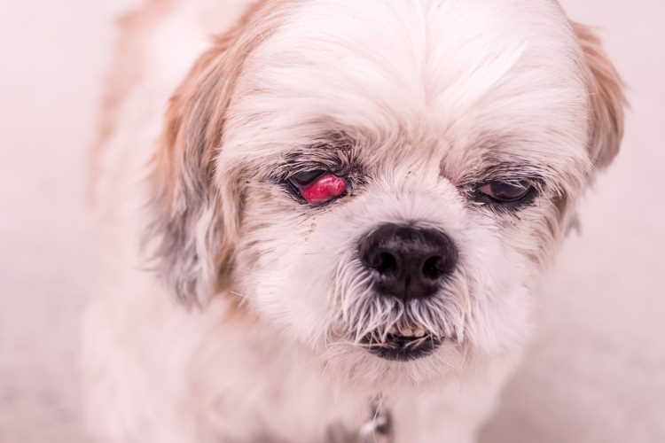 What Causes Redness and Discharge in Shih Tzu Eye?
