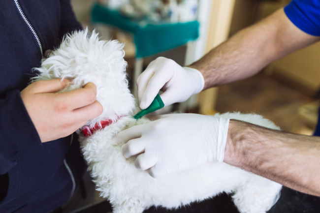 Man putting flea preventive medicine on a white dog