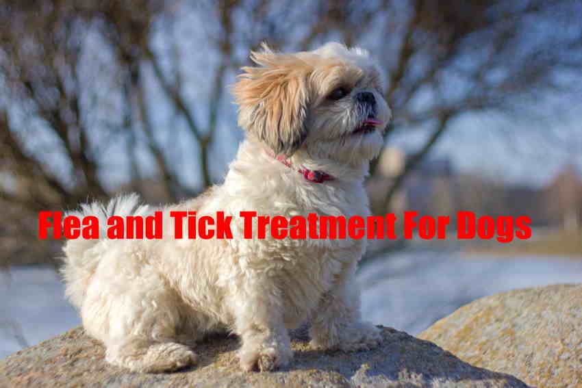 Flea and Tick Treatment For Dogs