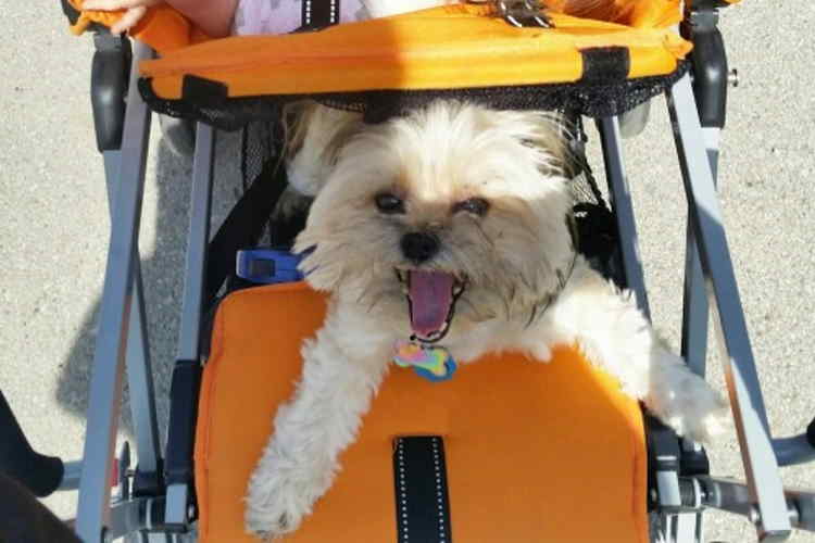 Shih Tzu in a stroller with toddler