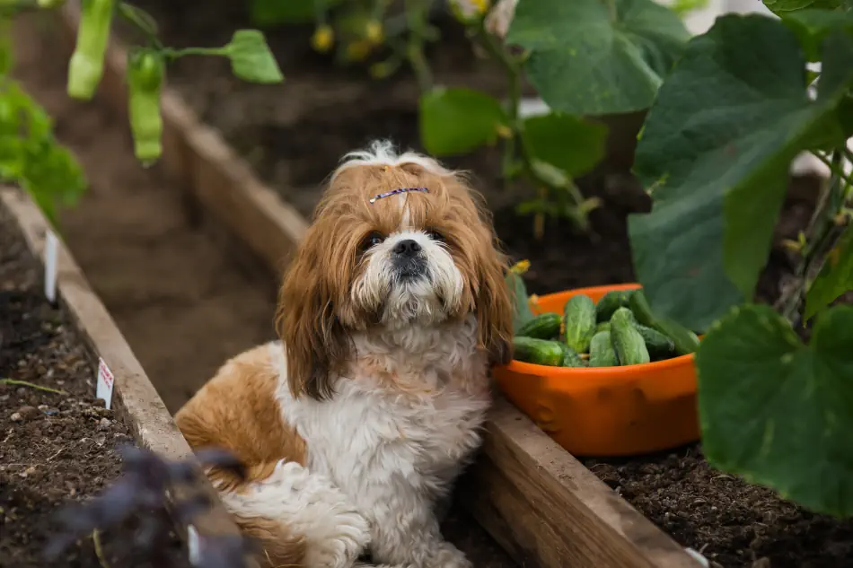 Shih Tzu Dog sitting next to a basket of cucumbers