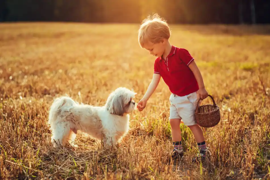 Child feeding a Shih Tzu