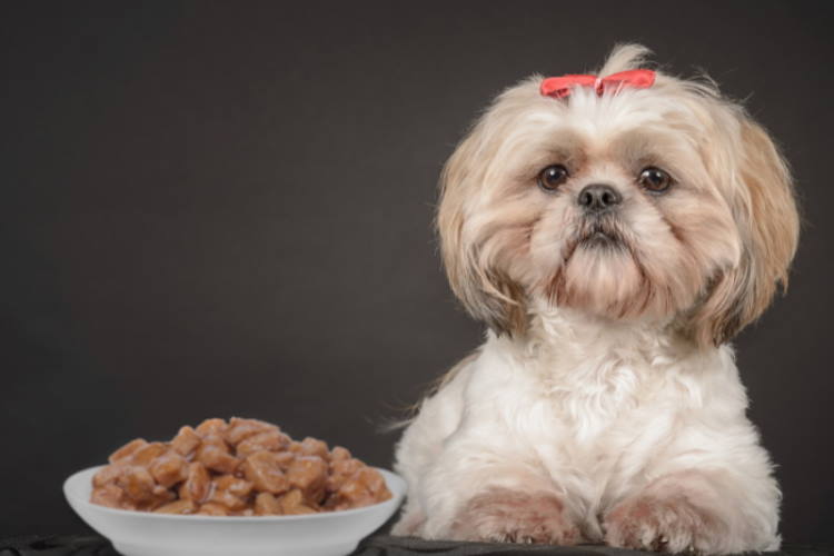 Should Shih Tzu Puppies Eat Grain Free Food?