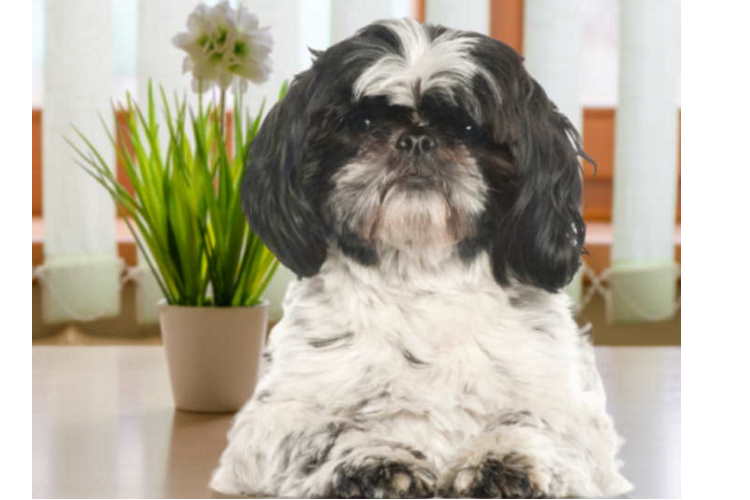 Grain-free dog food diet @EverythingShihTzu.com Grain-free dog food diet. Black and white Shih Tzu dog