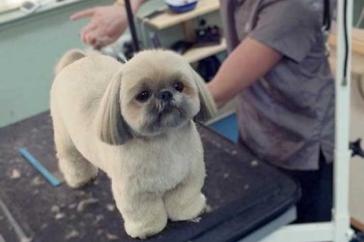 how do you groom a shih tzu face