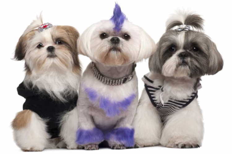 Guide to Top Shih Tzu Hair Cuts and Hair Styles  Shih Tzu World