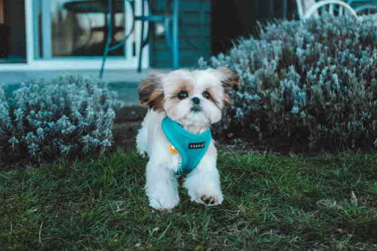 teddy bear faces shih tzu puppies