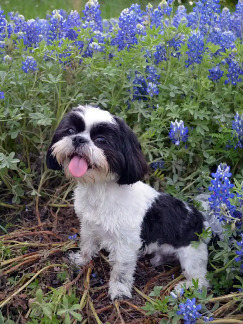 A happy black and white Shih Tzu in field of purple flowers