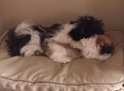 Precious Shih Tzu Puppies