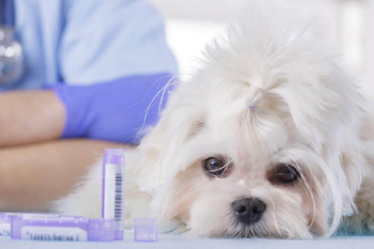 Homeopathy and a white dog