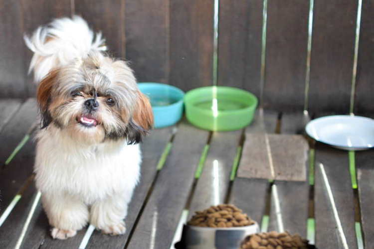 can a 7 week old puppy eat dog food