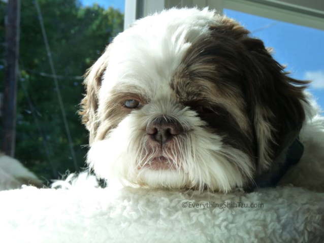 Max Shih Tzu resting in window