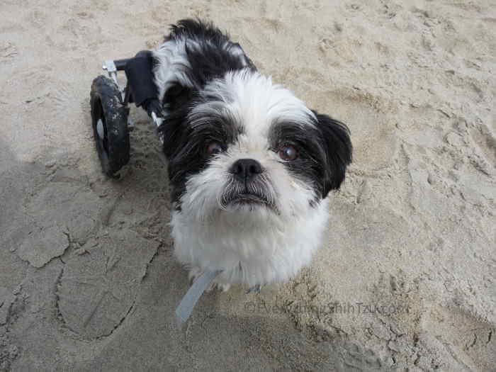 Rocky in his wheelchair