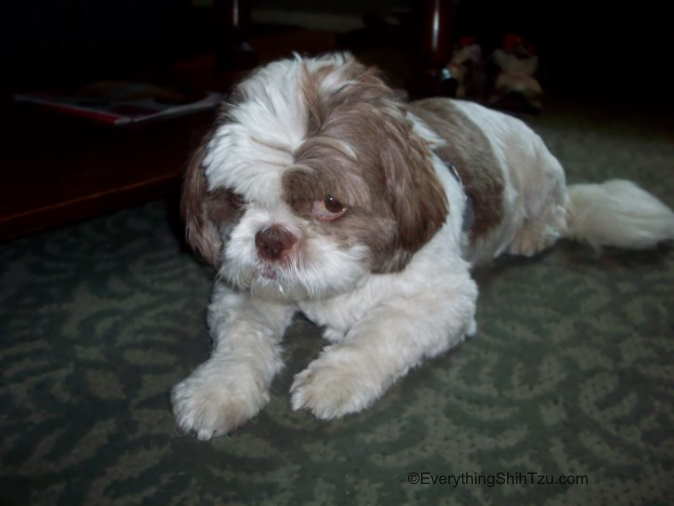 Shih Tzu lying down on a carpet