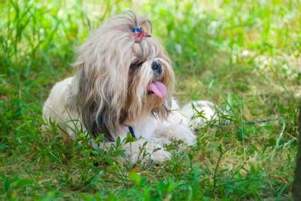 Shih Tzu laying in the grass